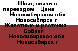 Шпиц связи с переездом › Цена ­ 18 000 - Новосибирская обл., Новосибирск г. Животные и растения » Собаки   . Новосибирская обл.,Новосибирск г.